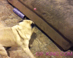 Pug Plays With Laser Pointer