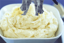 Mashed Potato Cat