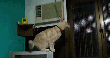 cat-jump-fail