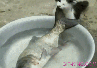 Cat Tries To Steal Big Fish