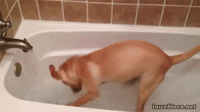 dog digs at water
