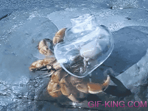 Hermit Crab in Glass Shell