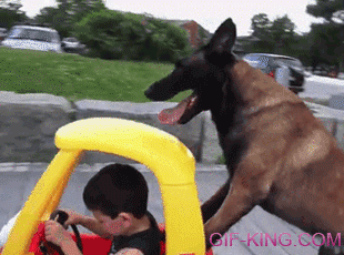 Dog Pushing Toddler Car