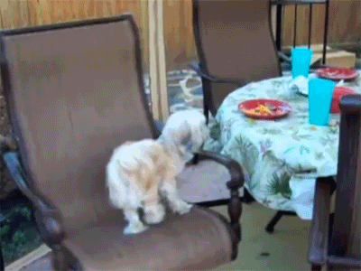 dog can't eat his food