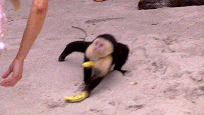 Monkey Steals Bananas