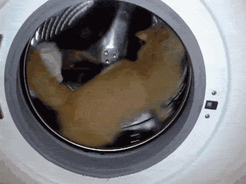 Washing machine cat
