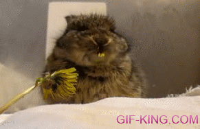 Bunny Eating Flower