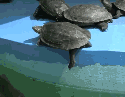 Turtle Push