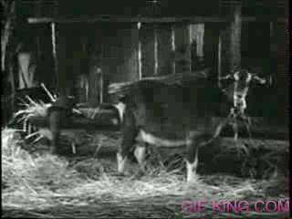 Dog Milking A Goat