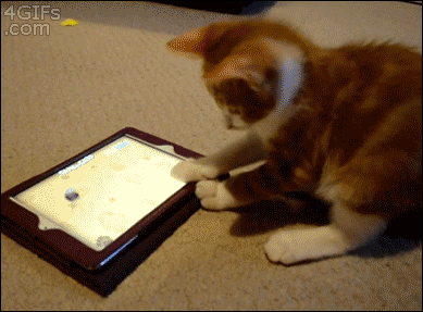 Cat Plays With iPad