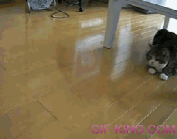 Cat Playing with a box