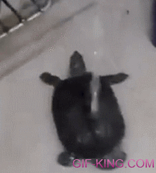 Funny Twerking Turtle Enjoying A Bath