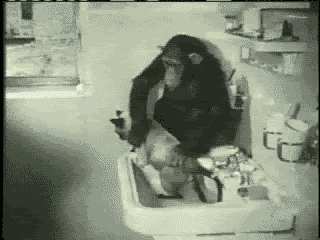 monkey washing a cat