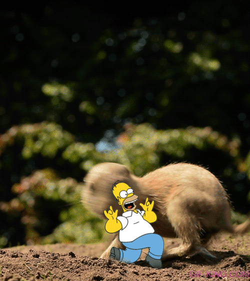 Prairie Dog And Homer Simpson