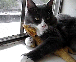 cat and lizard