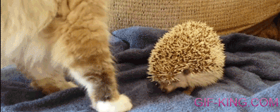 Cat Sits On Hedgehog