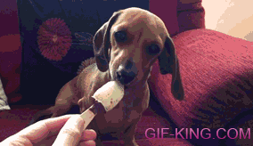 Dog Loves Ice Cream