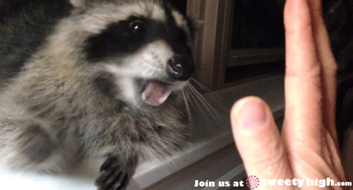 Raccoon High Five