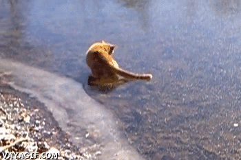 Cat on Ice