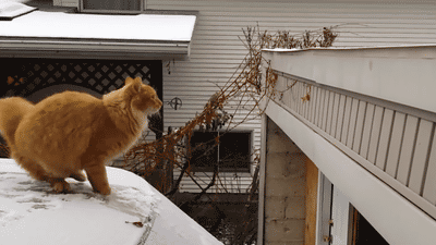 cat trying to jump in the snow