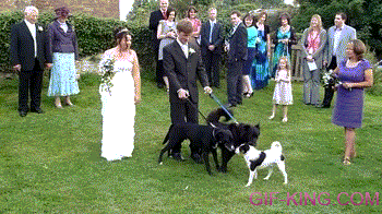 Dog Pees on Wedding Dress