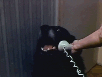 HELLO, YES, THIS IS DOG!