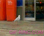 Seagull Stealing Doritos From Store
