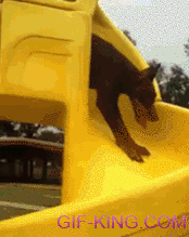 Playful Doberman Doesn't Understand How To Go Down Slide