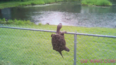 Turtle Fence Climb Fail