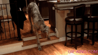 Huge Irish Wolfhound Overcomes His Fear of Two Short Steps