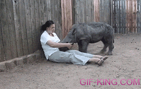 Baby Rhino Wants to Cuddle