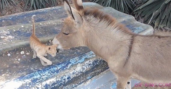 Kitten Meets Donkey