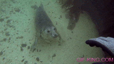 Seal Gets A Belly Rub