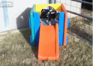 baby goat faints down slide
