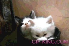 Kittens Yawning