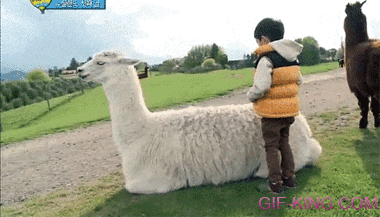 kid tries to ride a llama