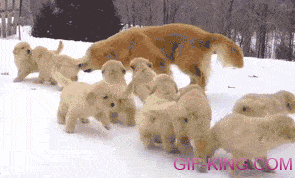 Puppies! Cuteness Overload Server Cannot Handle