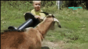 Goat hate kids