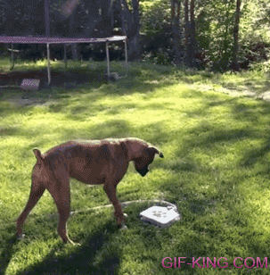 Dog Loves Her Water Fountain