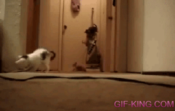 kittens turn on a vacuum cleaner
