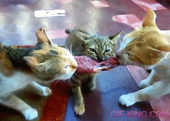 3 Cats Fight Over Piece Of Meat