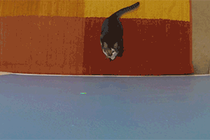 Slow motion Cat