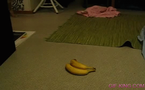 Funny Cat Banana Reaction