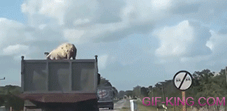 Pig Jumps Off Moving Truck