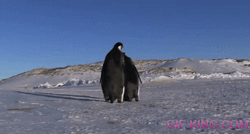 Penguin Walking Fail
