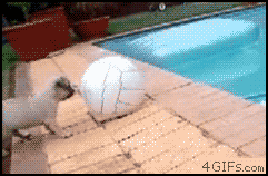 Cute Pug Fail