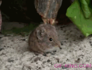 Yawning Elephant Shrew