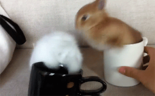bunnies in cups