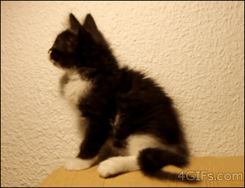 kitten attacks own tail