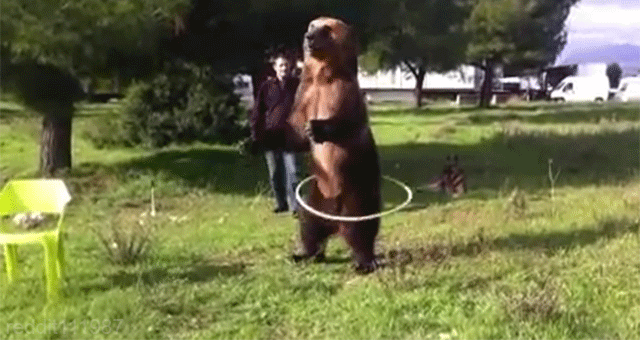 bear hula hooping